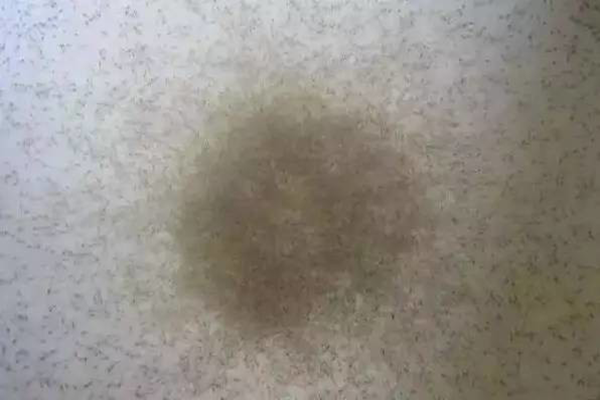 苗不成功、成活率低、長(zhǎng)不大的原因很可能是這個(gè)