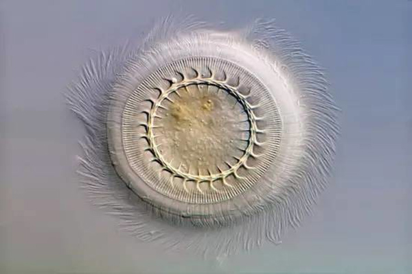 草魚寸片“白嘴白尾”、死亡嚴(yán)重？謹(jǐn)防車輪蟲病